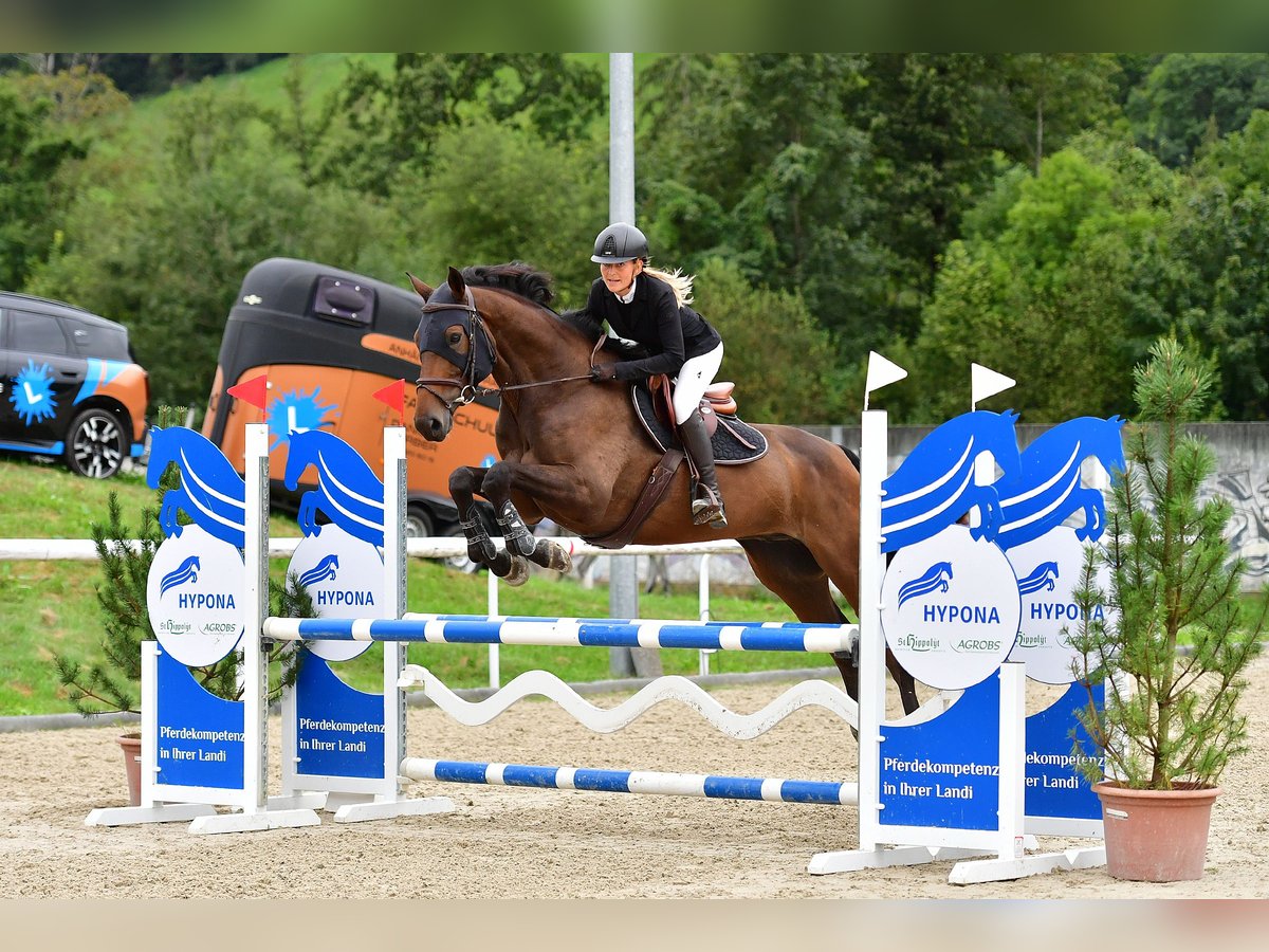 Francés de silla (Selle francais) Caballo castrado 6 años 169 cm Castaño oscuro in Interlaken