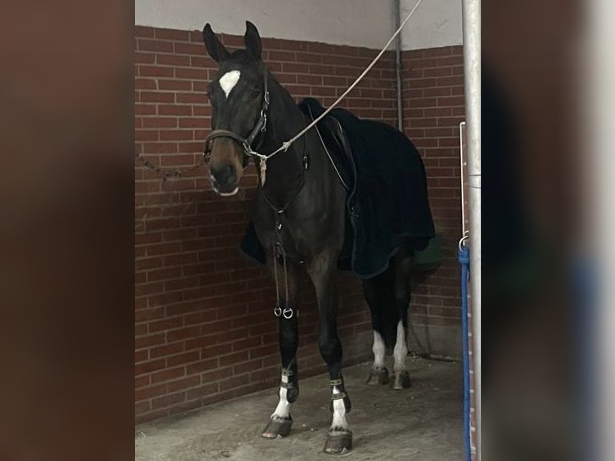 Francés de silla (Selle francais) Caballo castrado 6 años 180 cm Castaño in Polzela