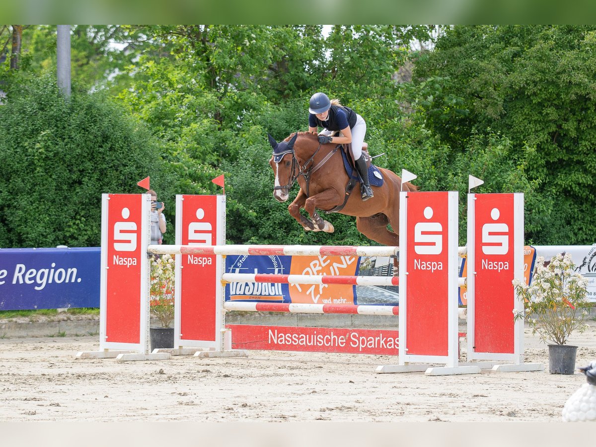 Francés de silla (Selle francais) Caballo castrado 7 años 163 cm Alazán in Frankfurt am Main