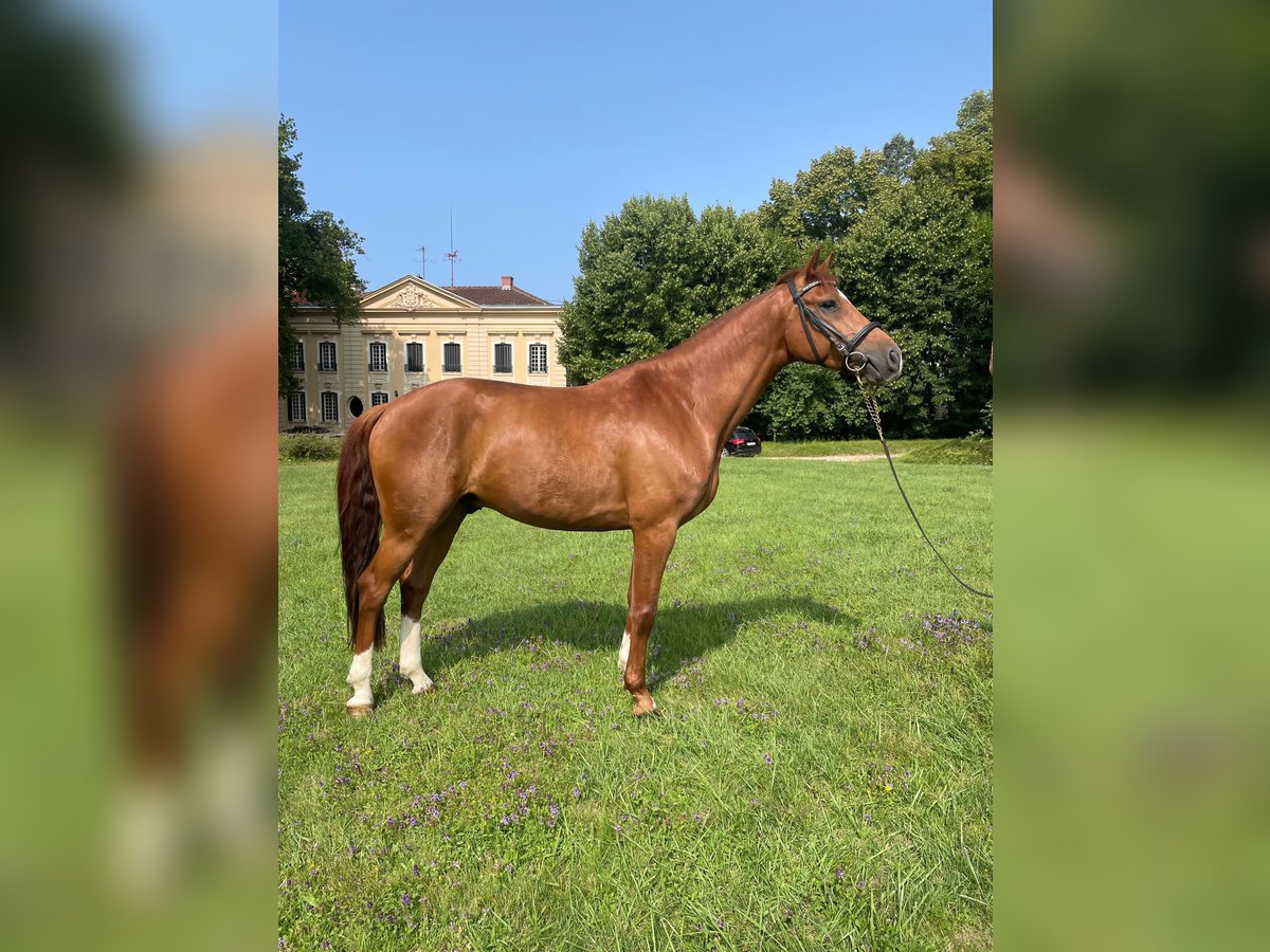 Francés de silla (Selle francais) Caballo castrado 7 años 164 cm Alazán rojizo in Viré