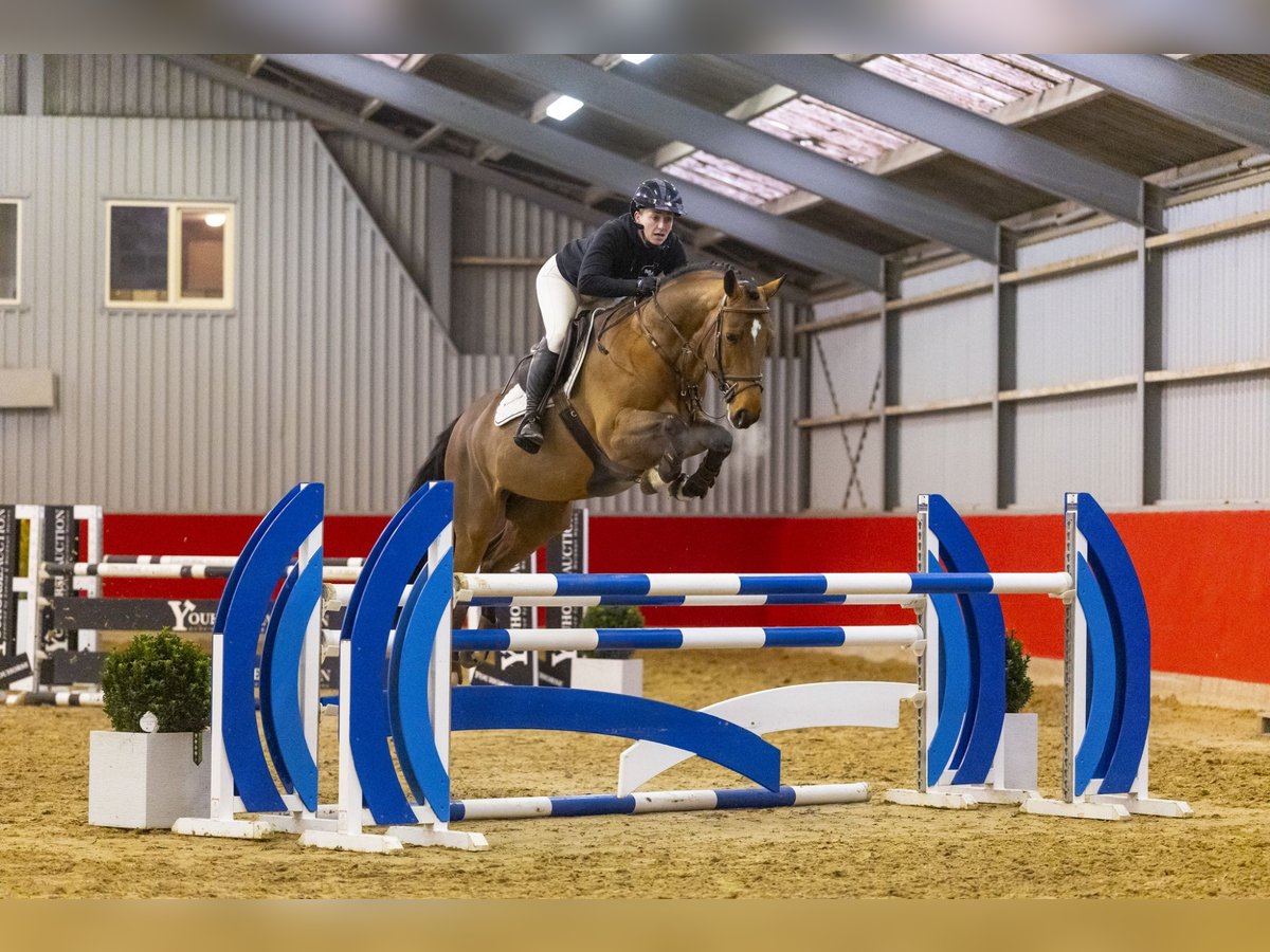 Francés de silla (Selle francais) Caballo castrado 7 años 165 cm Castaño in Waddinxveen