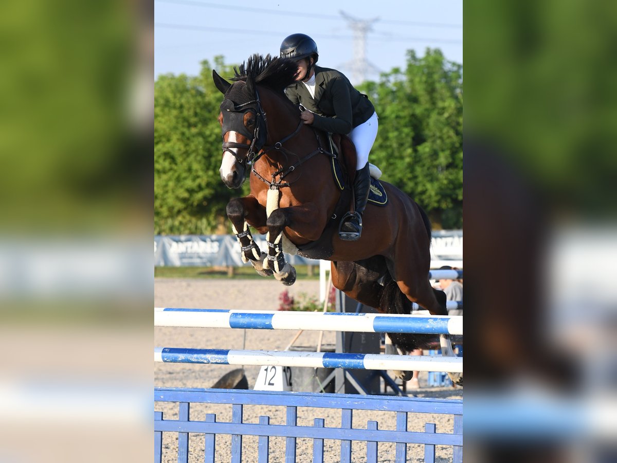 Francés de silla (Selle francais) Caballo castrado 7 años 167 cm Castaño in Neuried