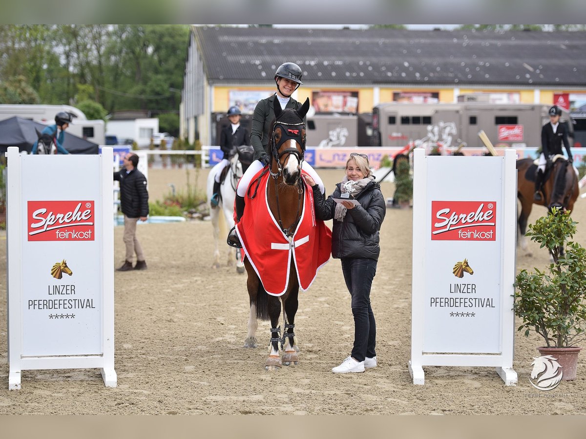 Francés de silla (Selle francais) Caballo castrado 7 años 167 cm Castaño in Neuried