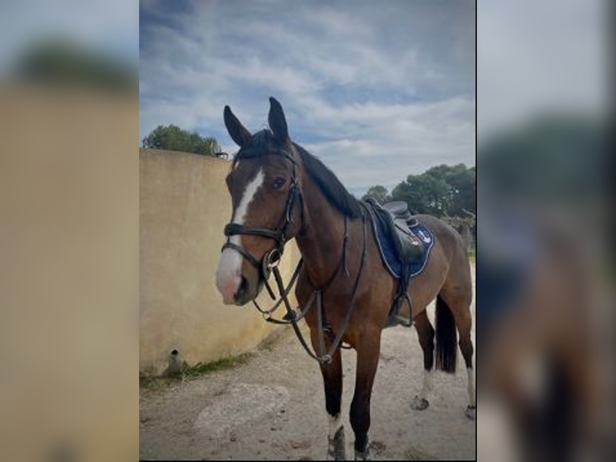 Francés de silla (Selle francais) Caballo castrado 7 años 170 cm Castaño in Pont de beauvoisin