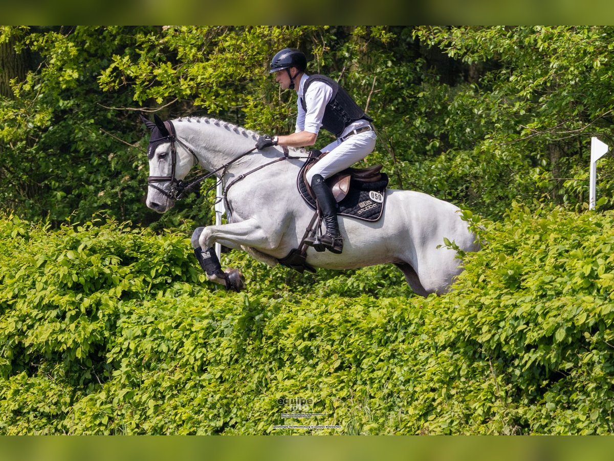 Francés de silla (Selle francais) Caballo castrado 7 años 172 cm Tordo in WachtbergWachtberg