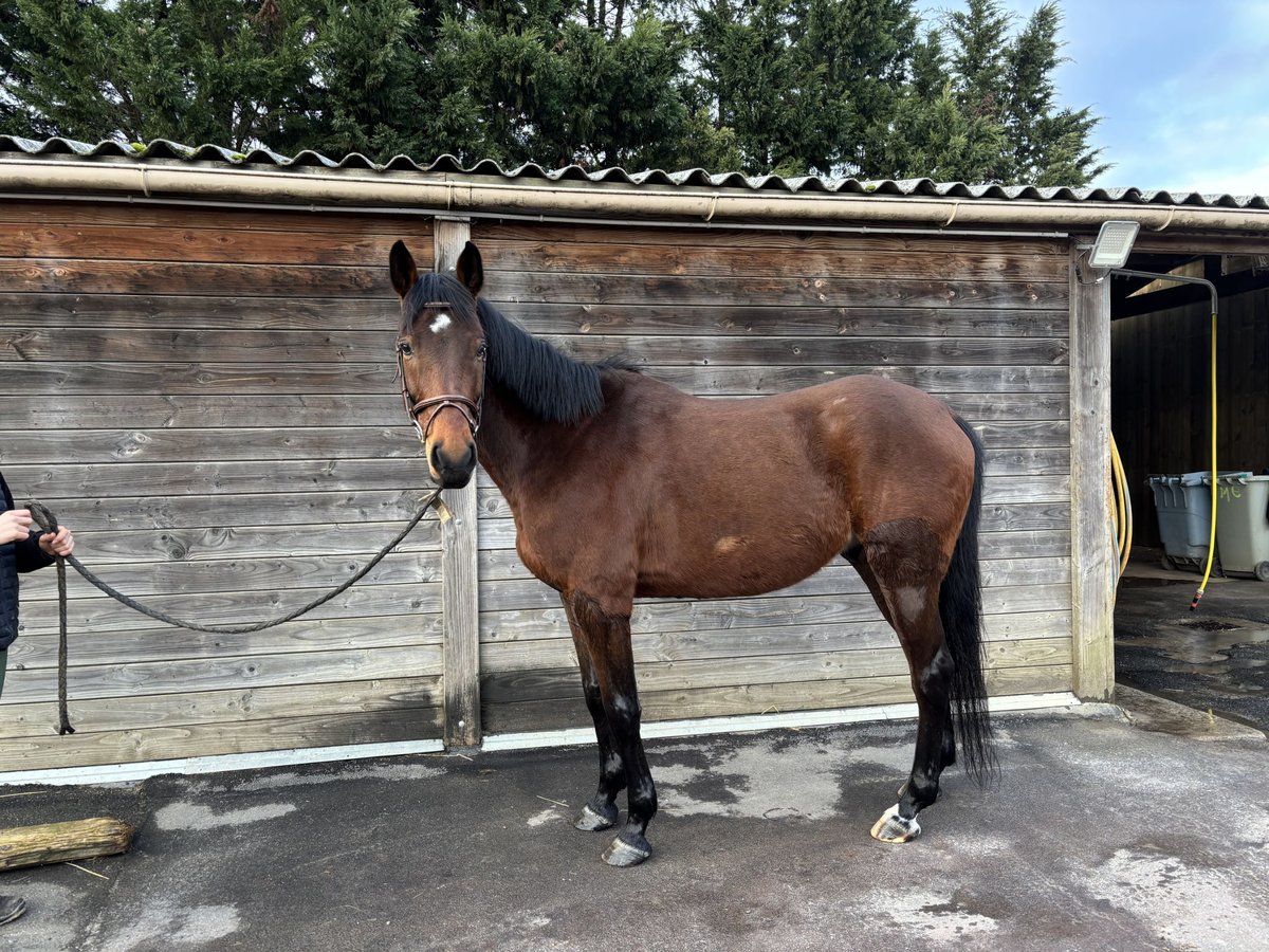 Francés de silla (Selle francais) Caballo castrado 8 años 164 cm Castaño in Mandres-les-roses