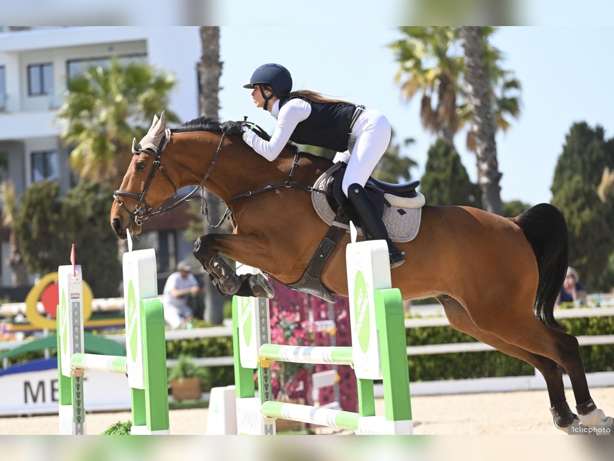 Francés de silla (Selle francais) Caballo castrado 8 años 165 cm Castaño in Malla