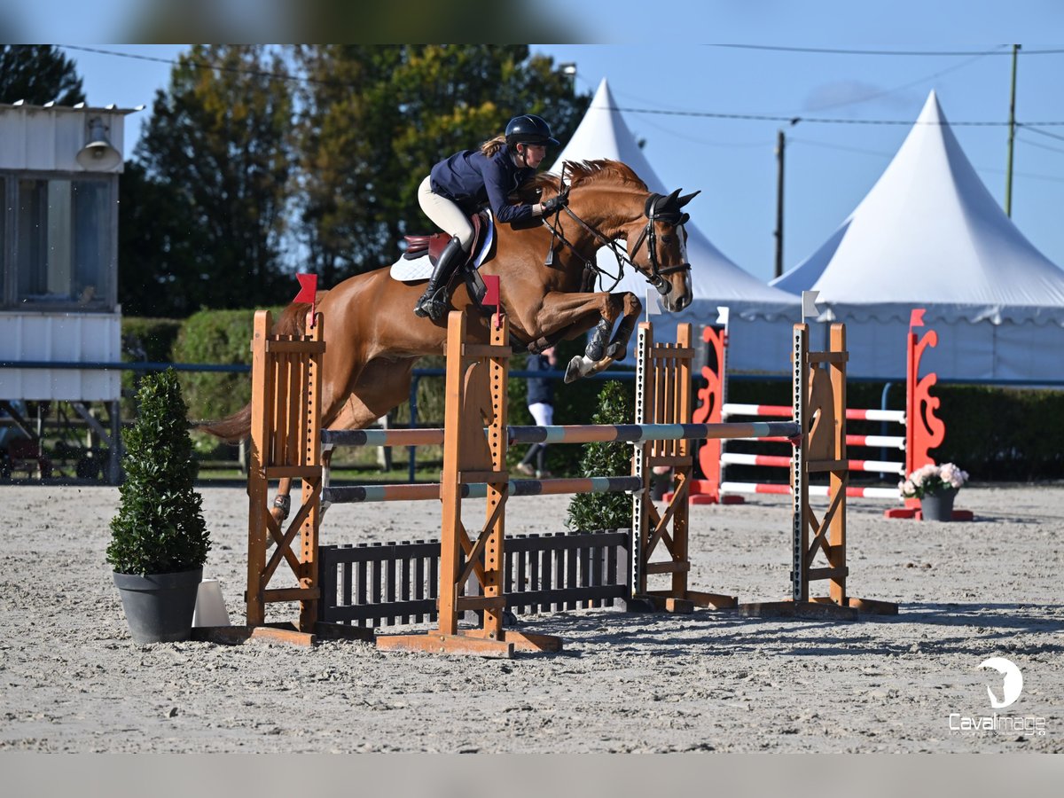 Francés de silla (Selle francais) Caballo castrado 8 años 166 cm Alazán in Prémesques