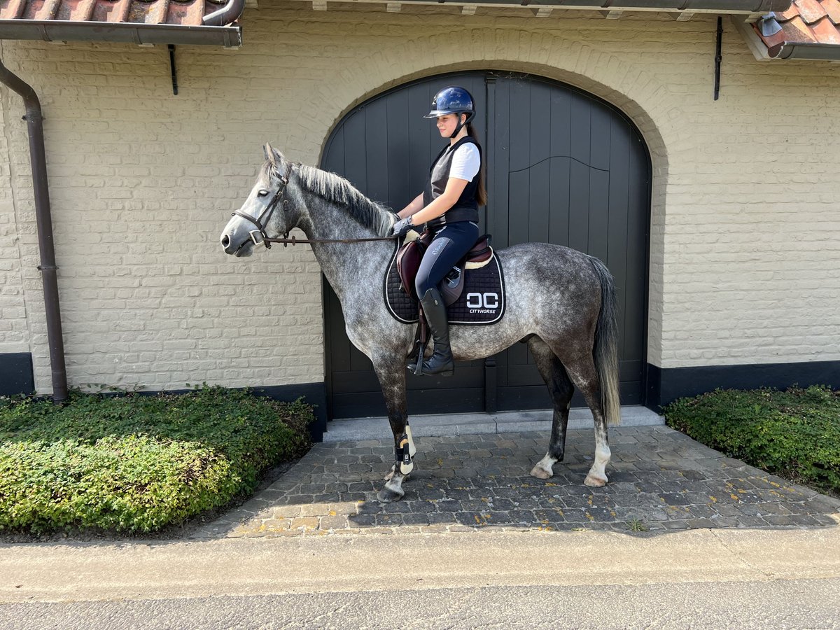 Francés de silla (Selle francais) Caballo castrado 9 años 147 cm Tordo in Kluisbergen