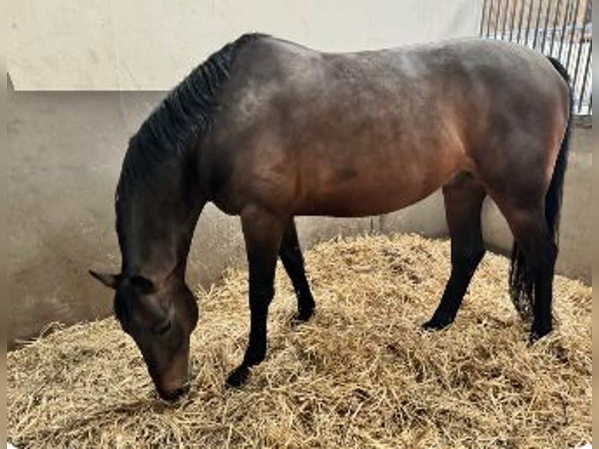 Francés de silla (Selle francais) Caballo castrado 9 años 164 cm Castaño in Saint Pierre Azif