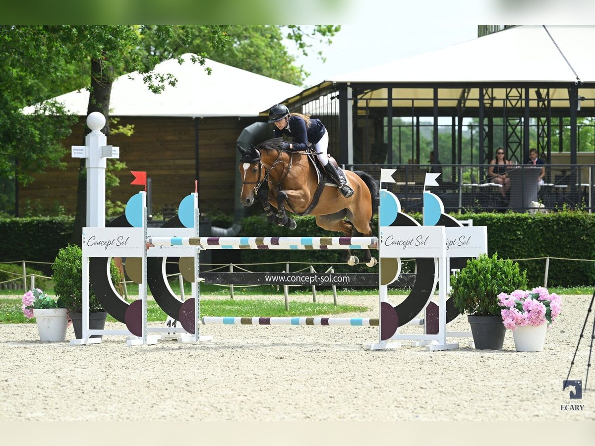 Francés de silla (Selle francais) Caballo castrado 9 años 165 cm Castaño in Prémesques