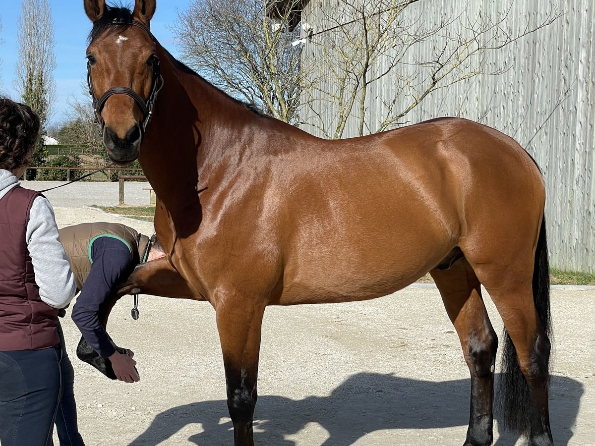 Francés de silla (Selle francais) Caballo castrado 9 años 166 cm Castaño rojizo in Bordeaux