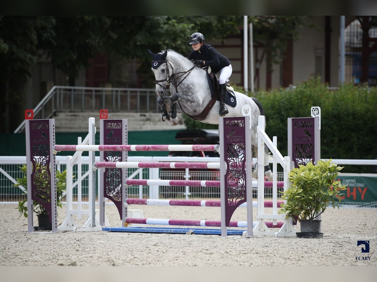 Francés de silla (Selle francais) Caballo castrado 9 años 171 cm Tordo rodado in Founex