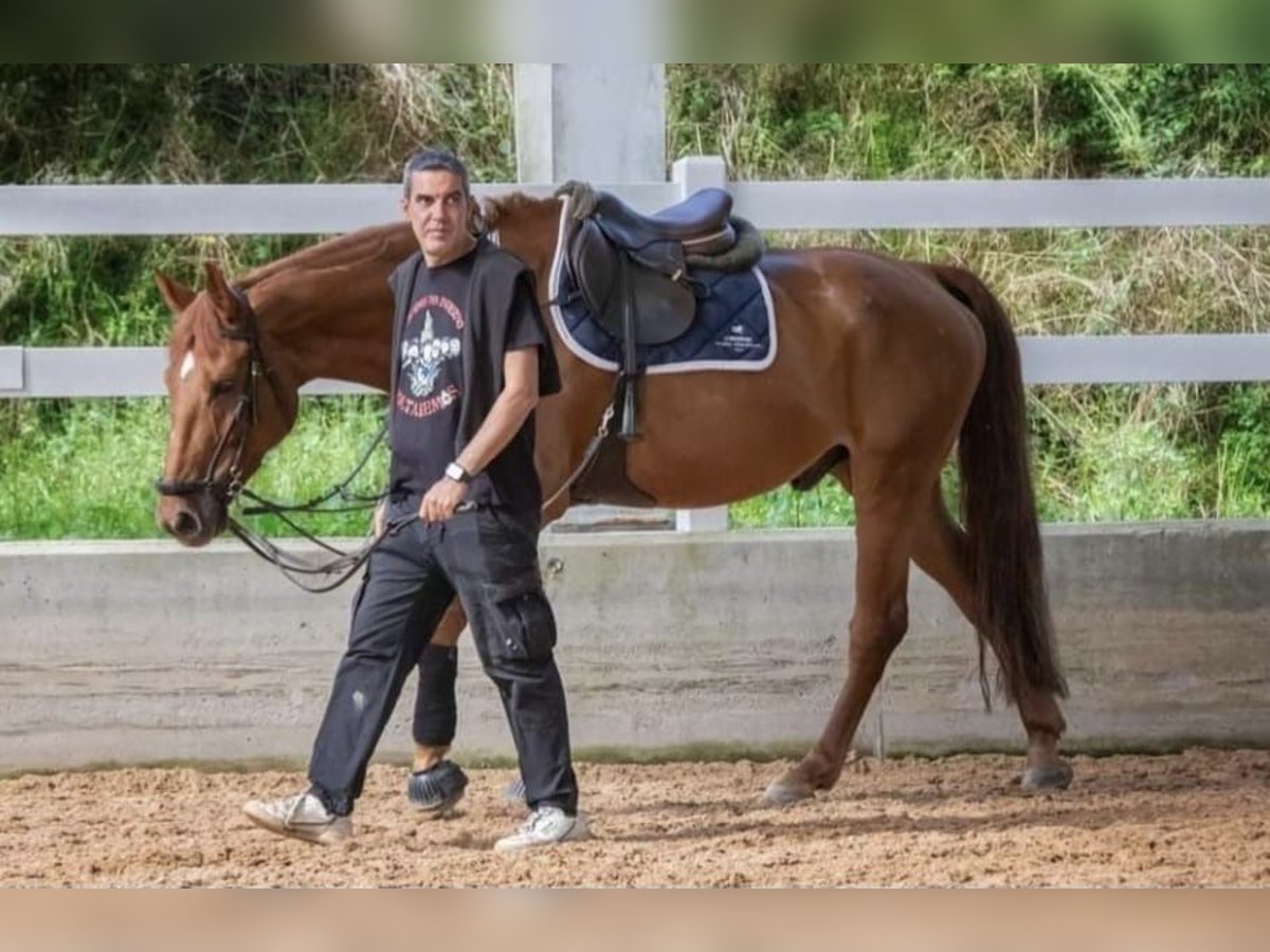 Francés de silla (Selle francais) Caballo castrado 9 años 172 cm Castaño rojizo in Arteixo