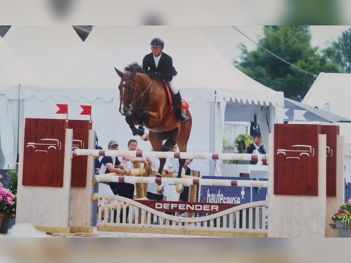 Francés de silla (Selle francais) Caballo castrado 9 años 173 cm Castaño in Reyrieux