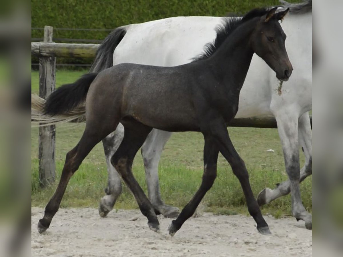 Francés de silla (Selle francais) Semental 1 año 140 cm Castaño in Eijsden