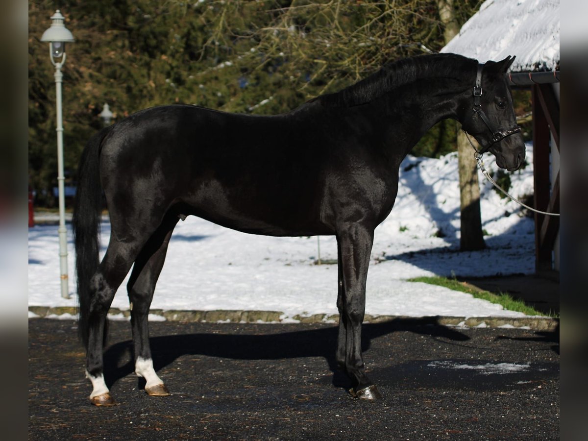 Francés de silla (Selle francais) Semental 2 años 168 cm Negro in Halbenrain