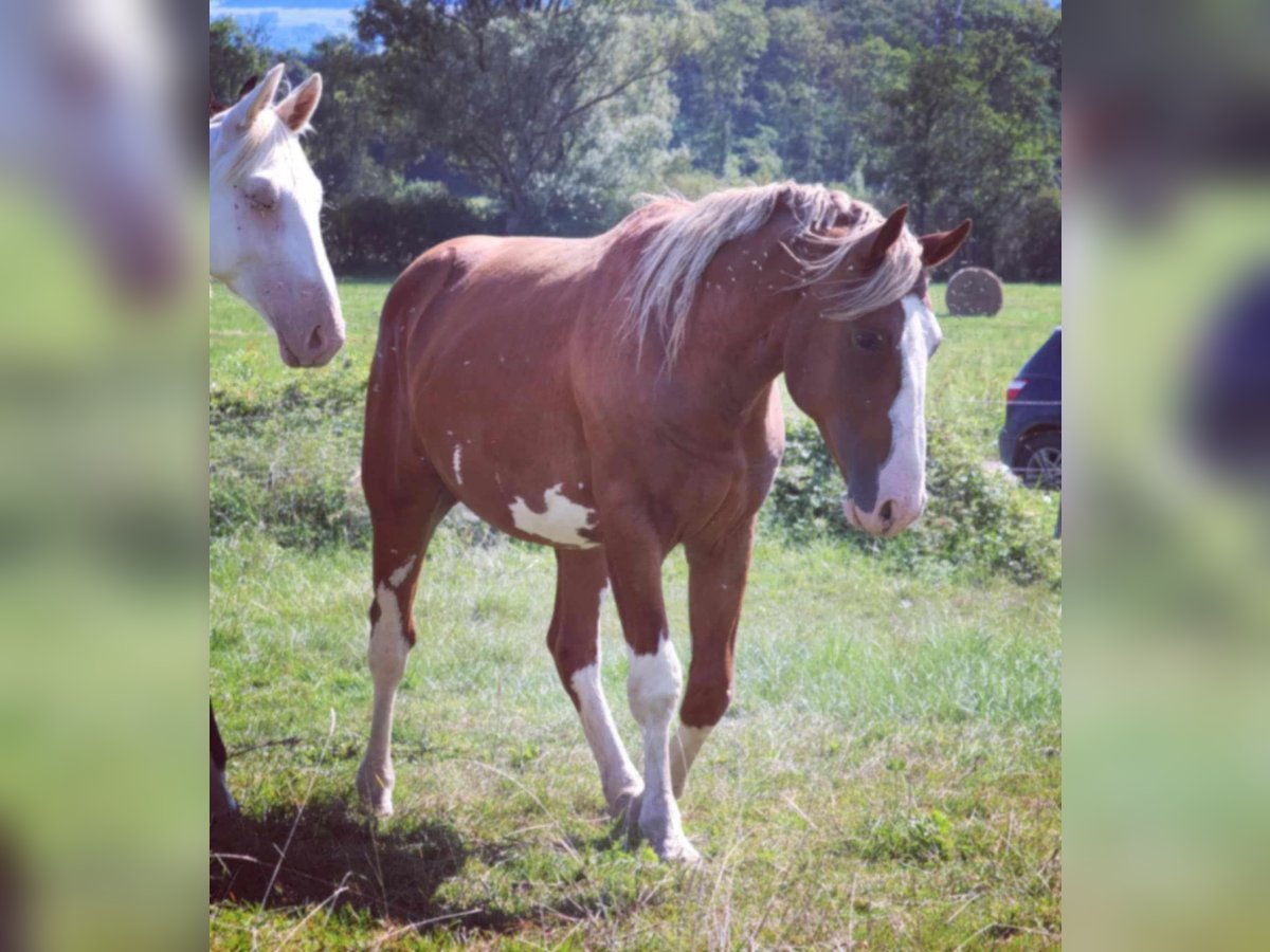 Francés de silla (Selle francais) Semental 3 años 165 cm Alazán in Pirajoux, Auvergne-Rhône-Alpes