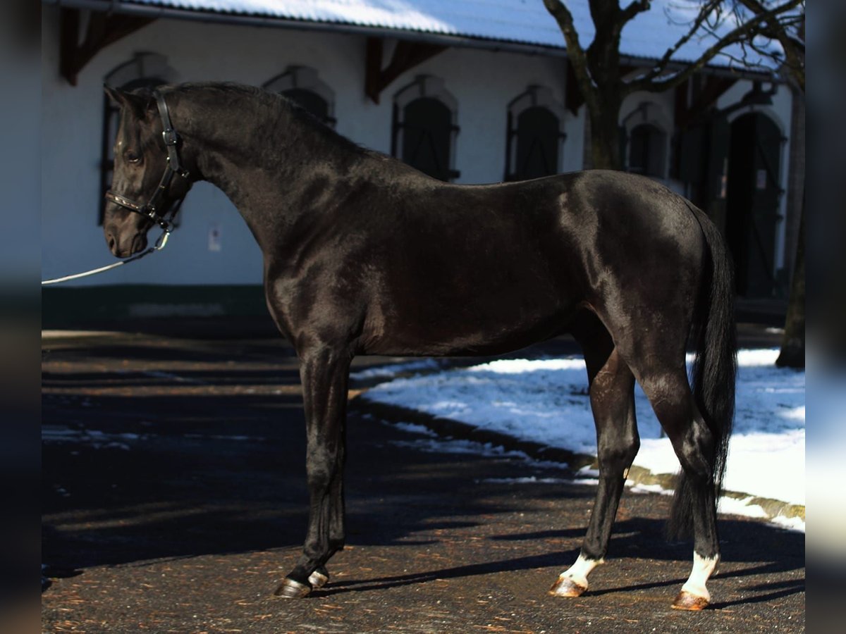 Francés de silla (Selle francais) Semental 3 años 168 cm Negro in Halbenrain