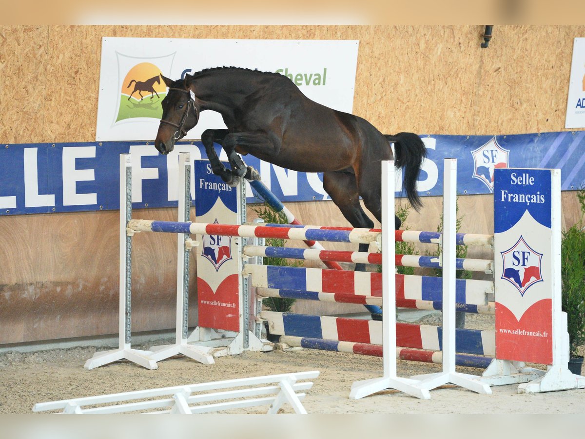 Francés de silla (Selle francais) Semental Morcillo in Stuckange