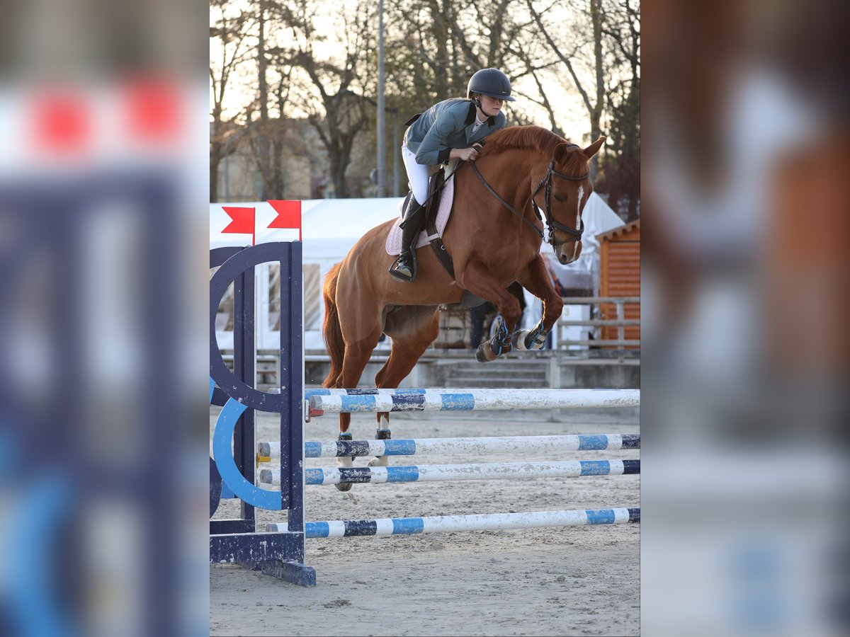 Francés de silla (Selle francais) Yegua 10 años 164 cm Alazán in Villeneuve-Loubet