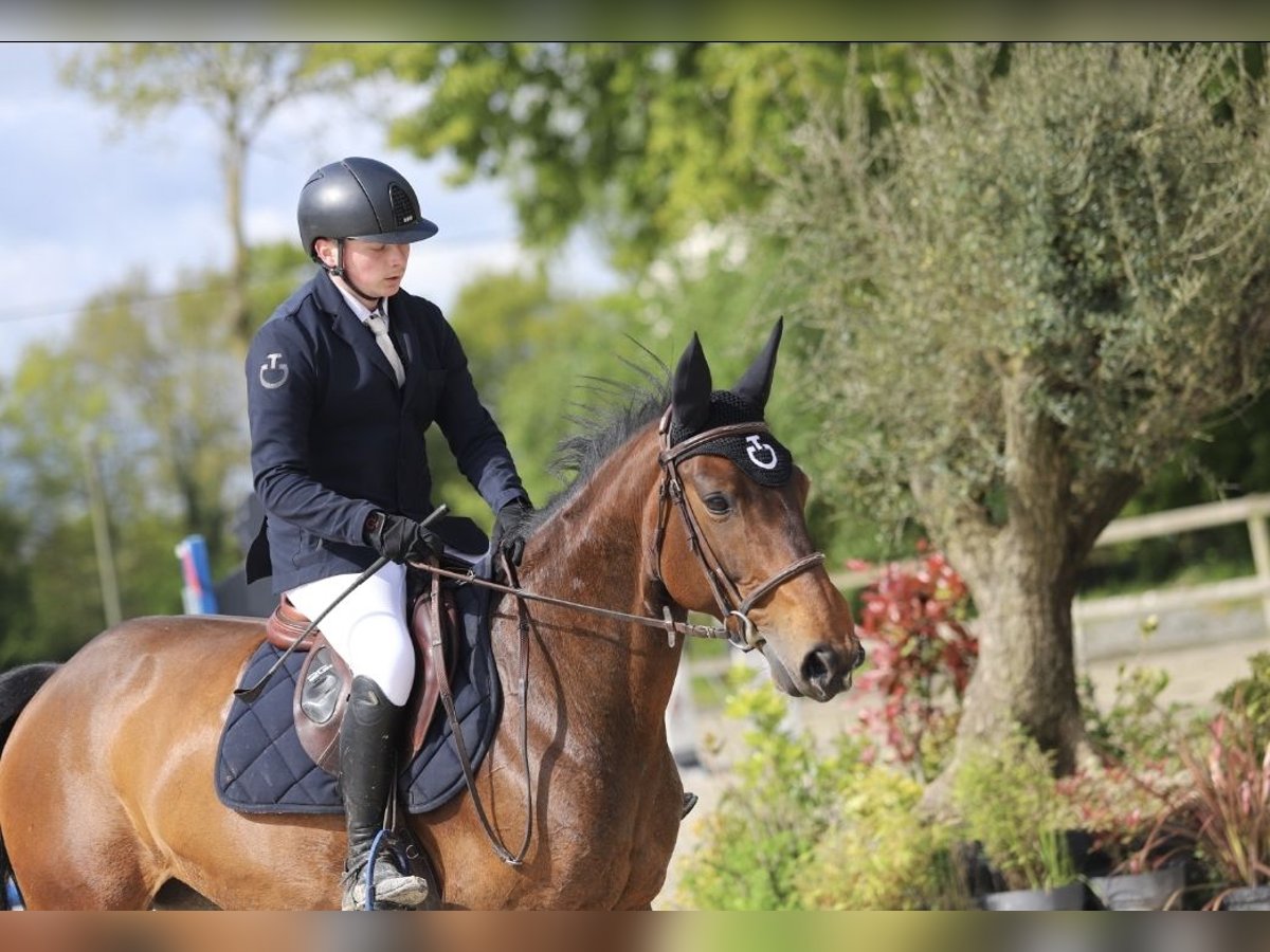 Francés de silla (Selle francais) Yegua 10 años 165 cm Castaño in GOSNE