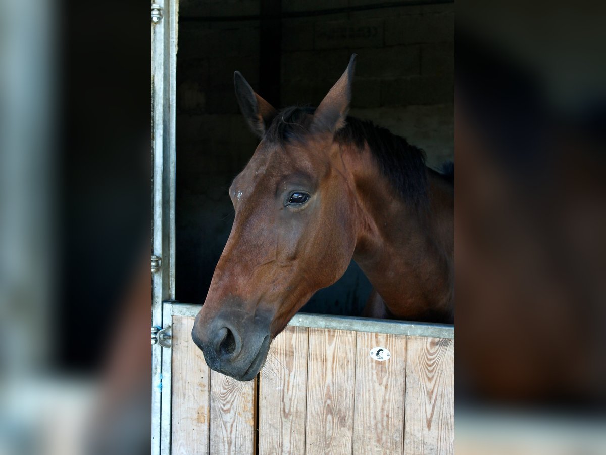 Francés de silla (Selle francais) Yegua 12 años Castaño oscuro in lherm