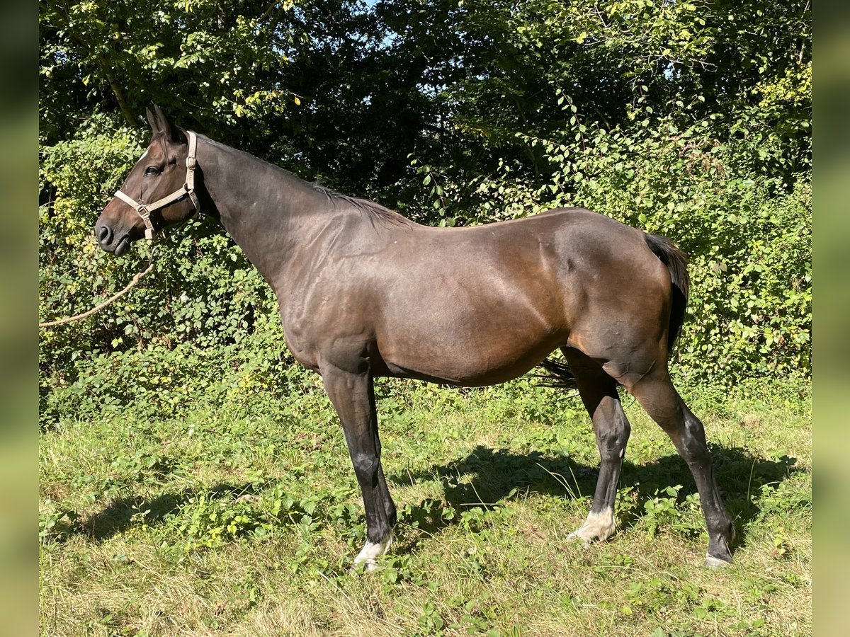 Francés de silla (Selle francais) Yegua 14 años 173 cm Castaño oscuro in Le Dorat