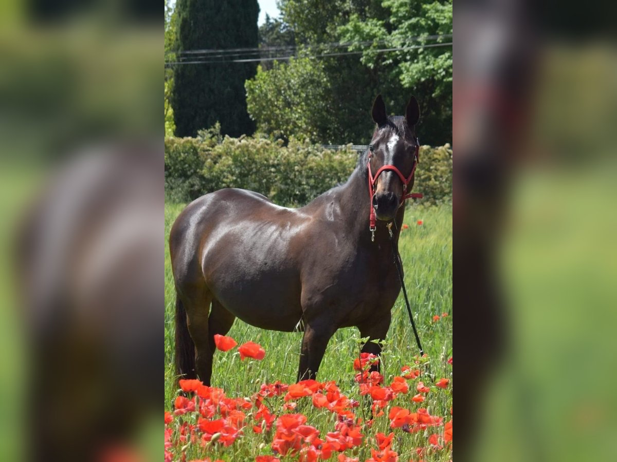 Francés de silla (Selle francais) Yegua 22 años 160 cm Negro in Coubron