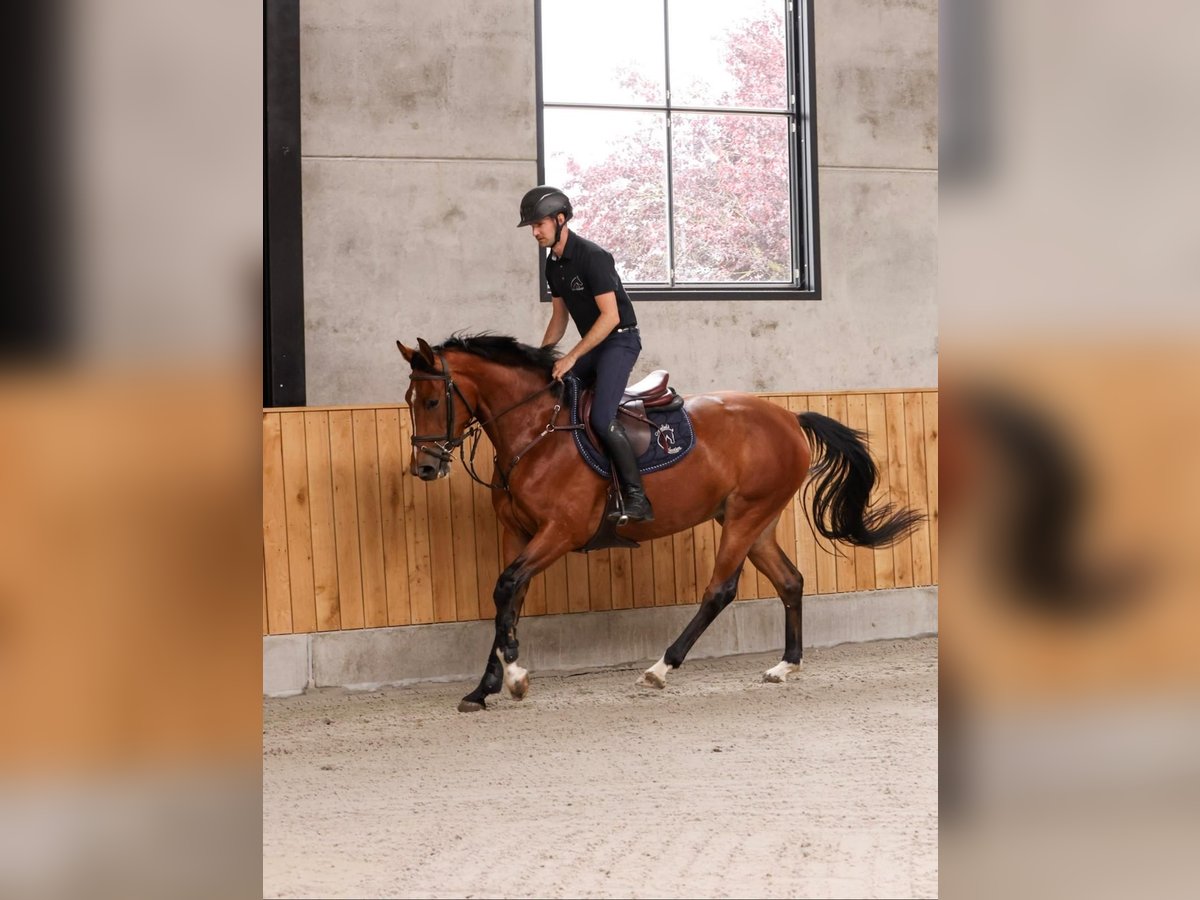 Francés de silla (Selle francais) Yegua 4 años 161 cm Castaño rojizo in Belsele