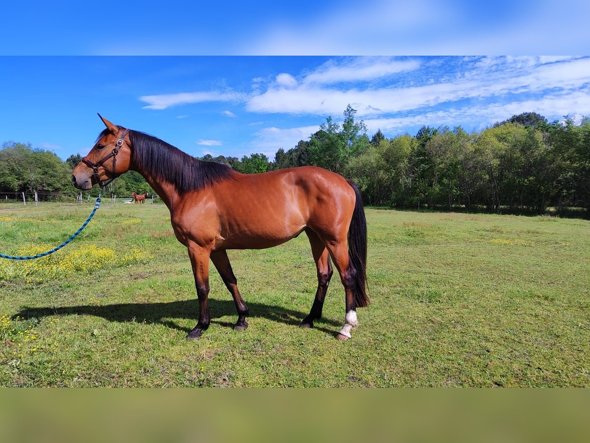 Francés de silla (Selle francais) Yegua 4 años 167 cm Castaño in Escaudes