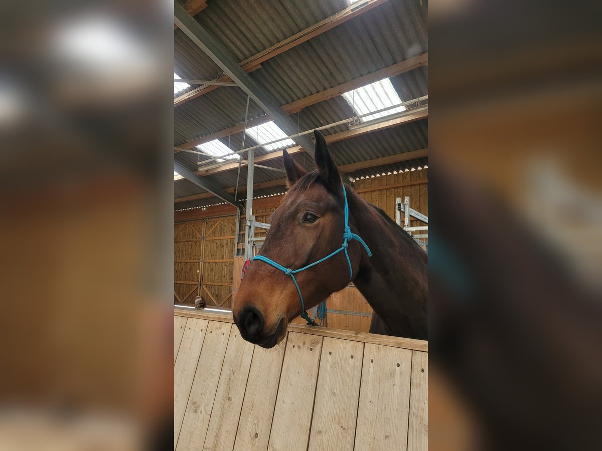 Francés de silla (Selle francais) Yegua 4 años 170 cm Castaño oscuro in Meussia