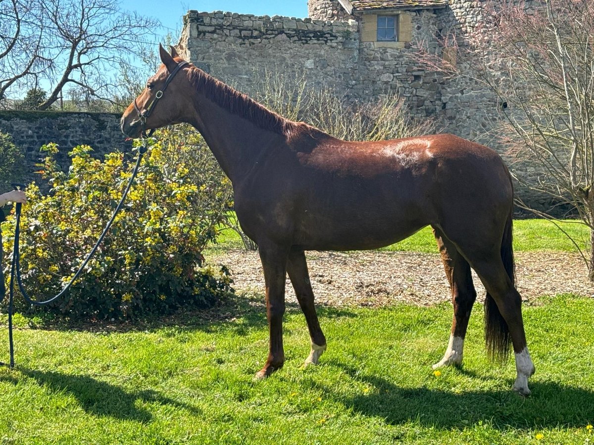 Francés de silla (Selle francais) Yegua 7 años 166 cm Alazán in MORNAY