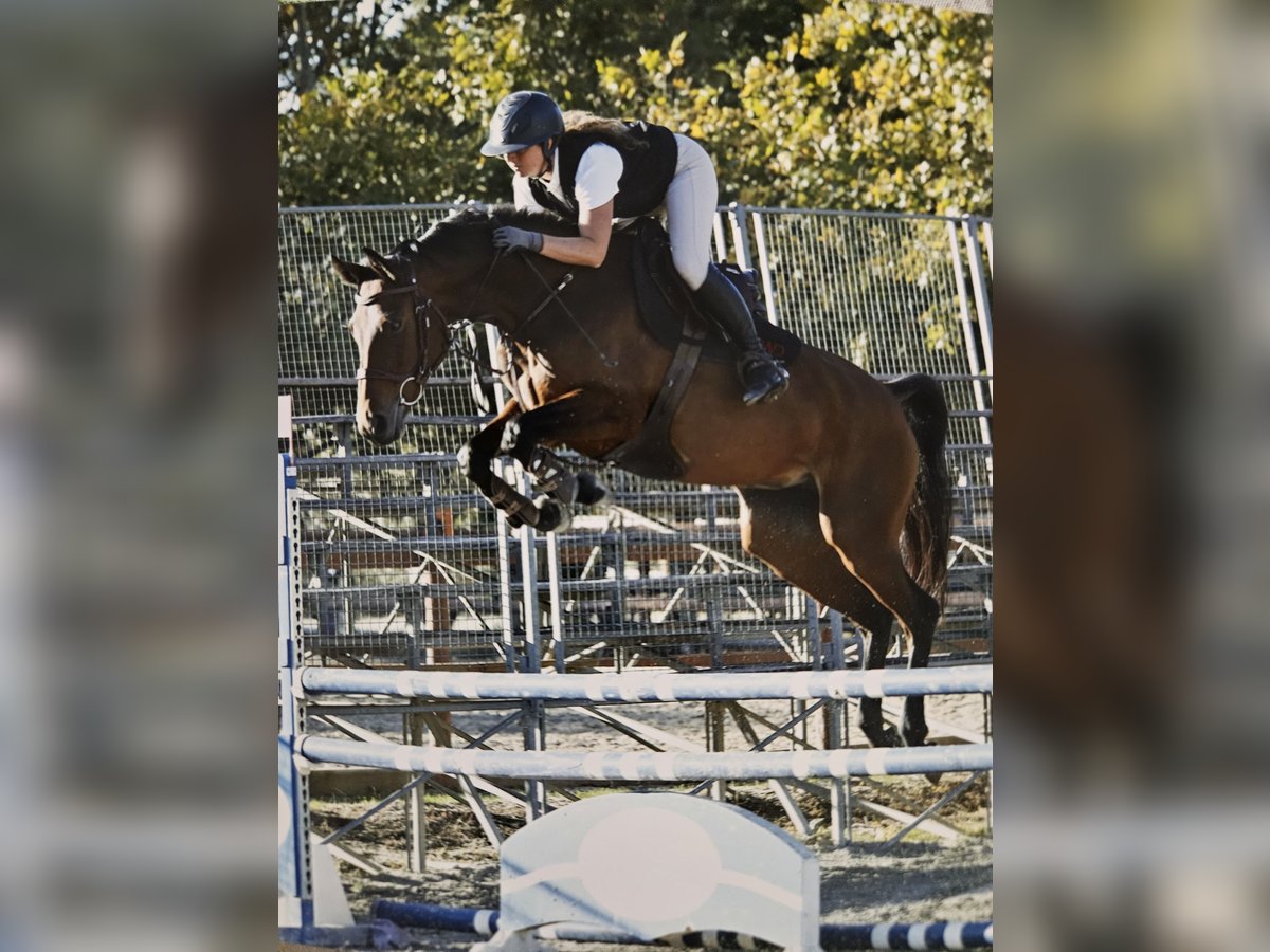 Francés de silla (Selle francais) Yegua 8 años 160 cm Castaño in Charleval