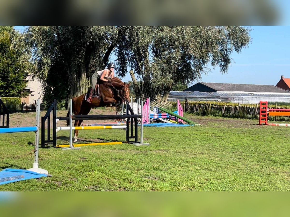 Francés de silla (Selle francais) Yegua 8 años 167 cm Alazán in Heindonk