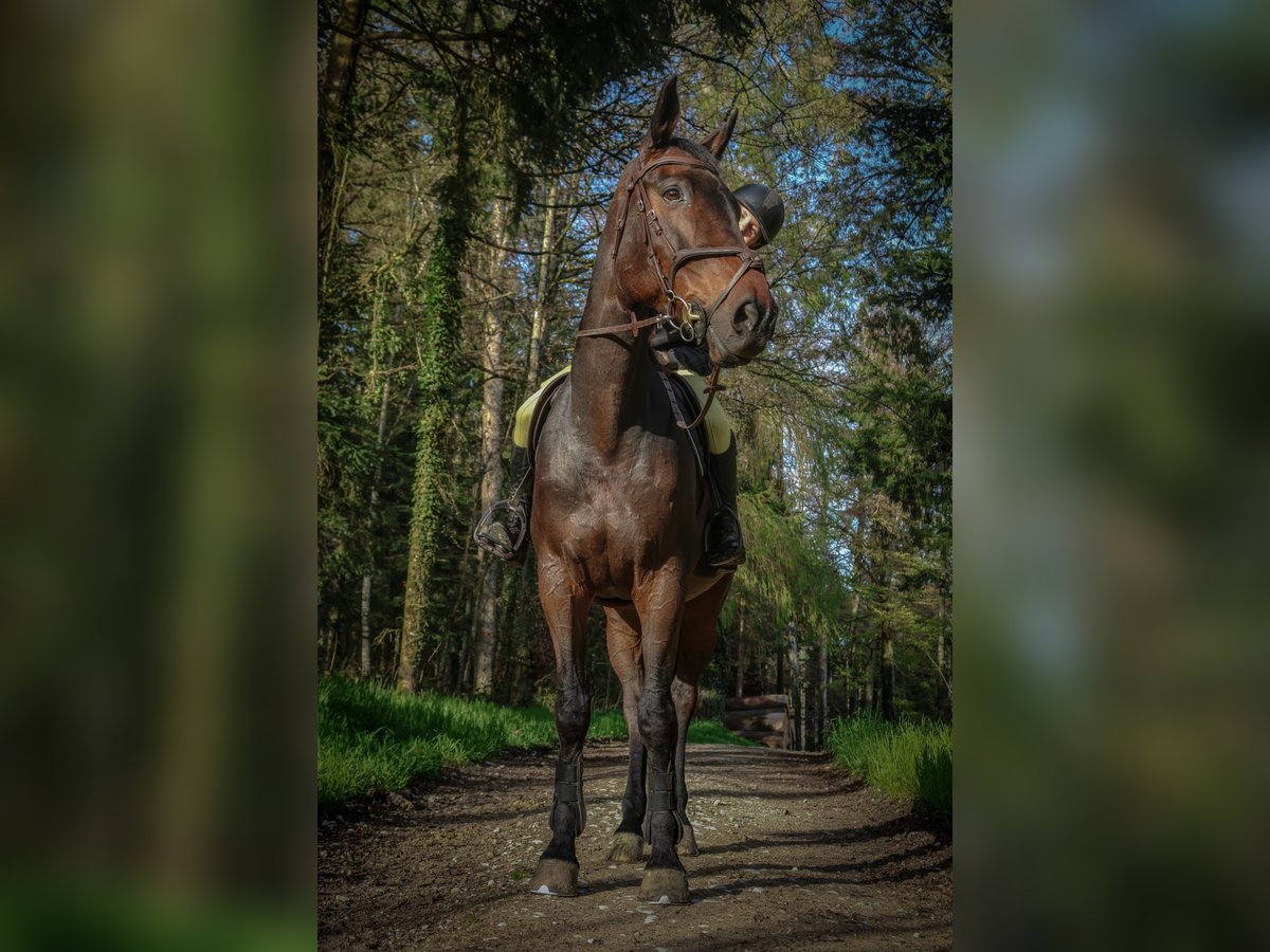 Francés de silla (Selle francais) Yegua 9 años 167 cm Morcillo in Corcelles