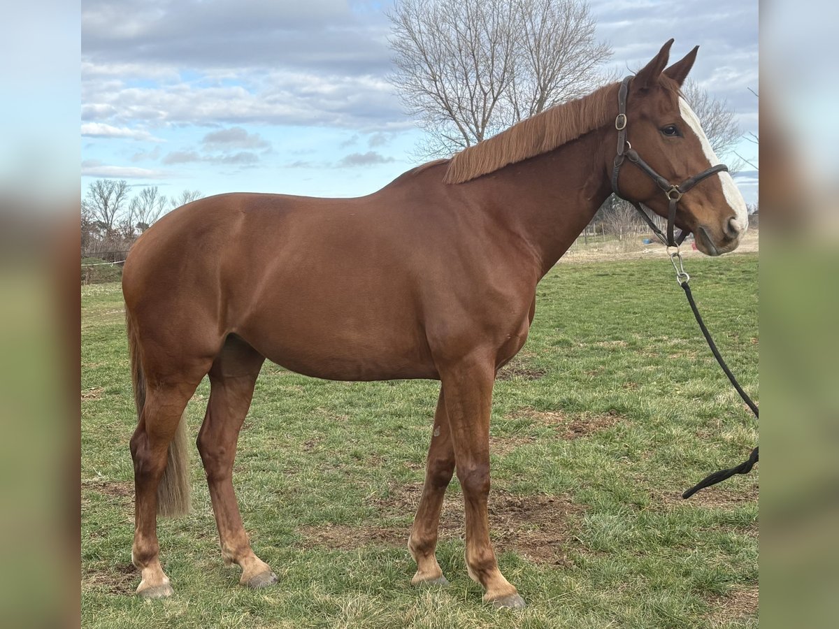 Francés de silla (Selle francais) Yegua 9 años 170 cm Alazán in Marcy-l&#x2019;&#xC9;toile