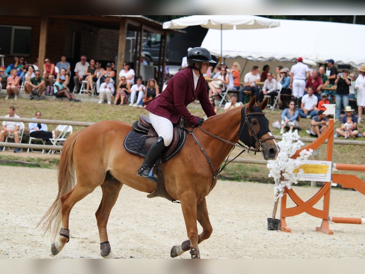 Francés de silla (Selle francais) Caballo castrado 11 años 159 cm Alazán in Berson
