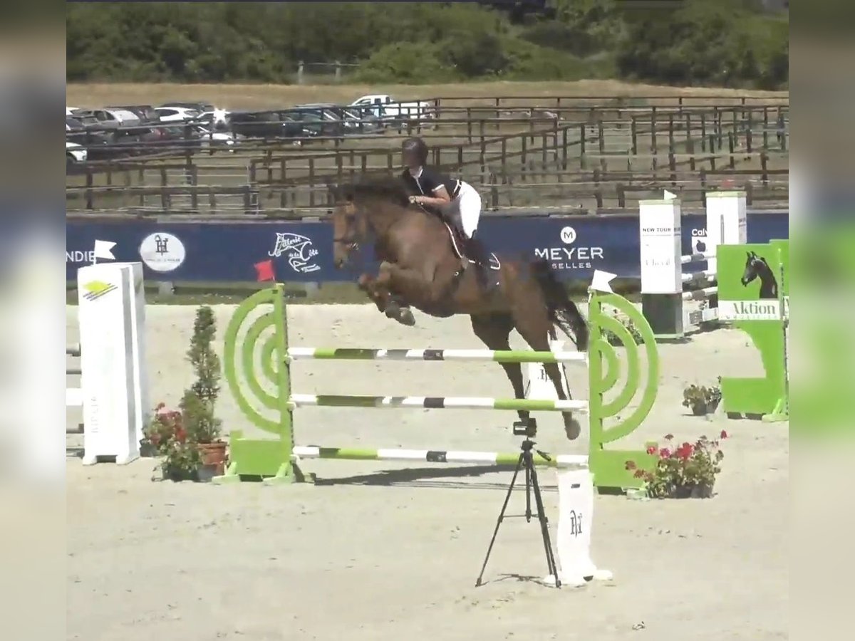 Francés de silla (Selle francais) Caballo castrado 12 años Castaño in GROTE-BROGEL