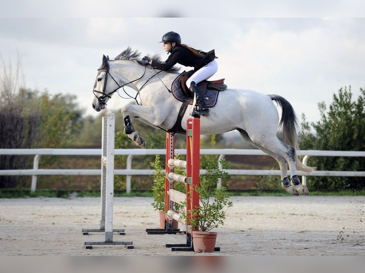 Francés de silla (Selle francais) Caballo castrado 15 años 168 cm Tordo in Miami, Florida