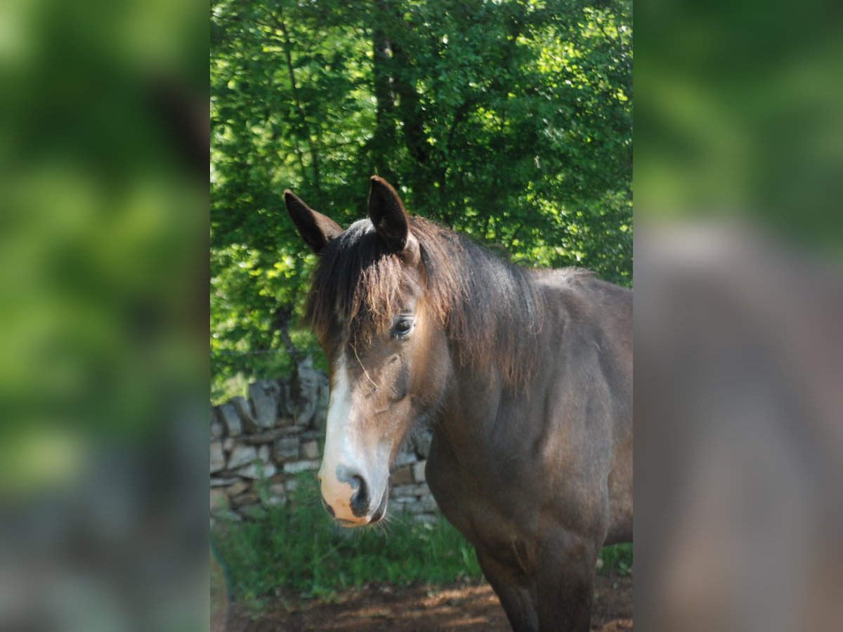 Francés de silla (Selle francais) Caballo castrado 1 año Musgo marrón in RODELLE