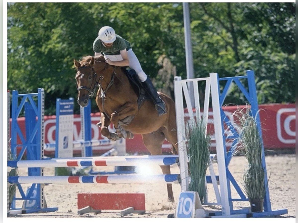 Francés de silla (Selle francais) Caballo castrado 4 años 161 cm Alazán in Loire sur Rh&#xF4;ne
