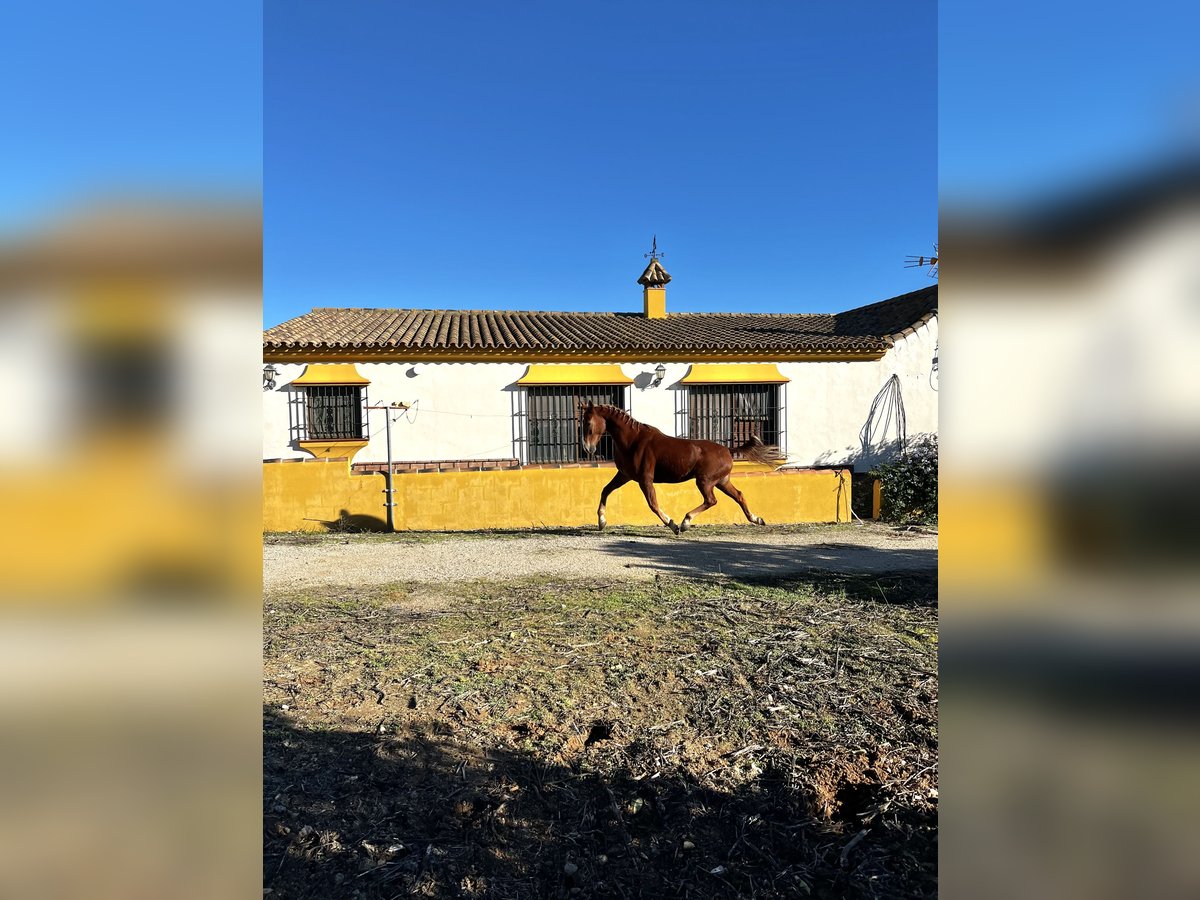 Francés de silla (Selle francais) Mestizo Caballo castrado 4 años 163 cm Alazán rojizo in Arcos de la Frontera