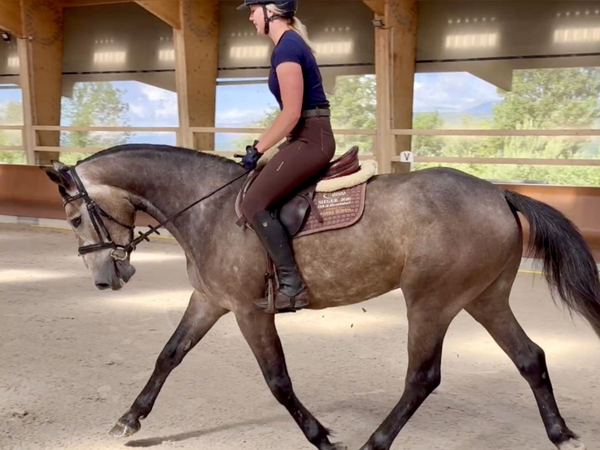 Francés de silla (Selle francais) Caballo castrado 4 años 169 cm Tordo in Grilly