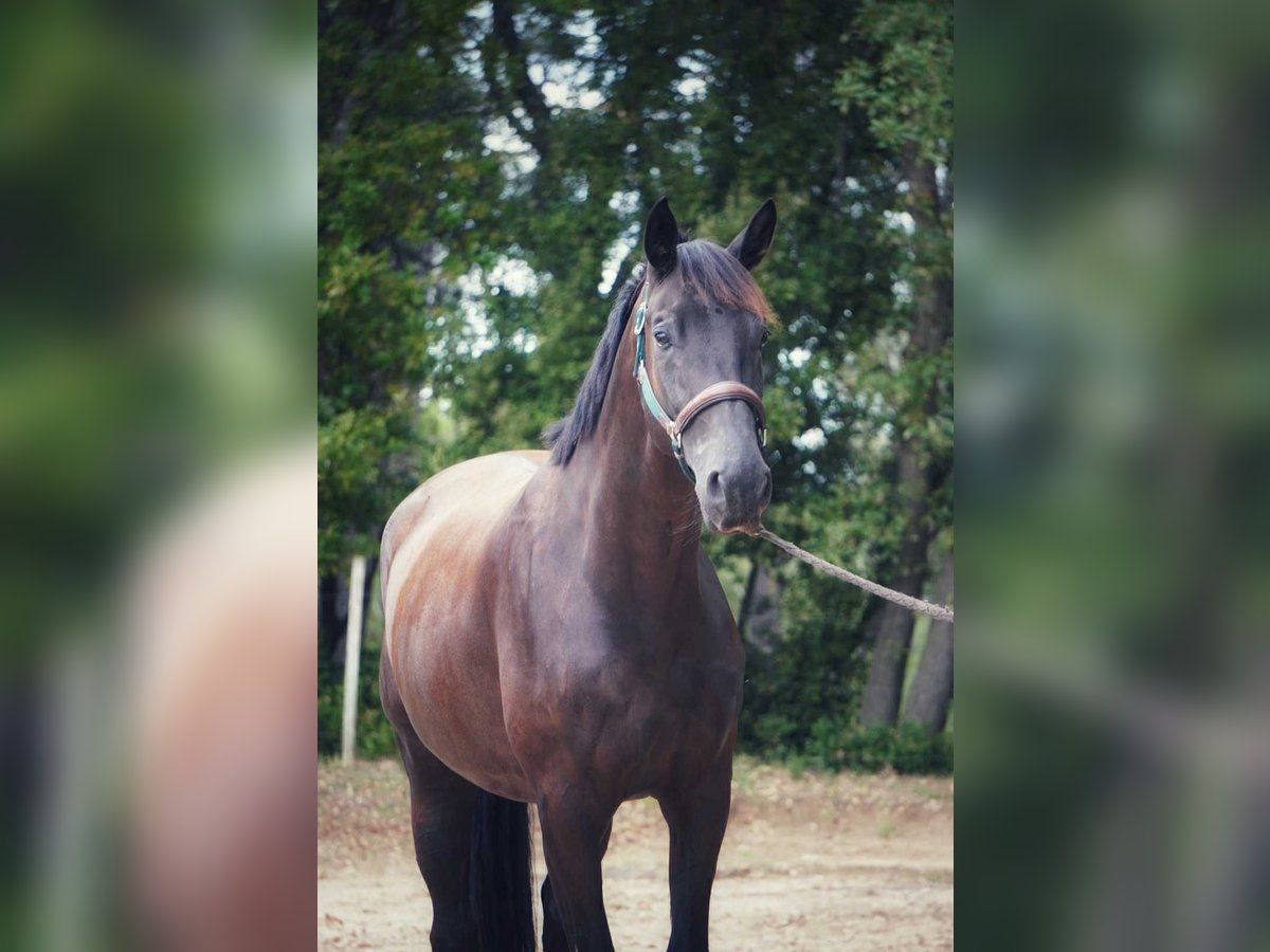 Francés de silla (Selle francais) Caballo castrado 4 años 170 cm Negro in Sardieu