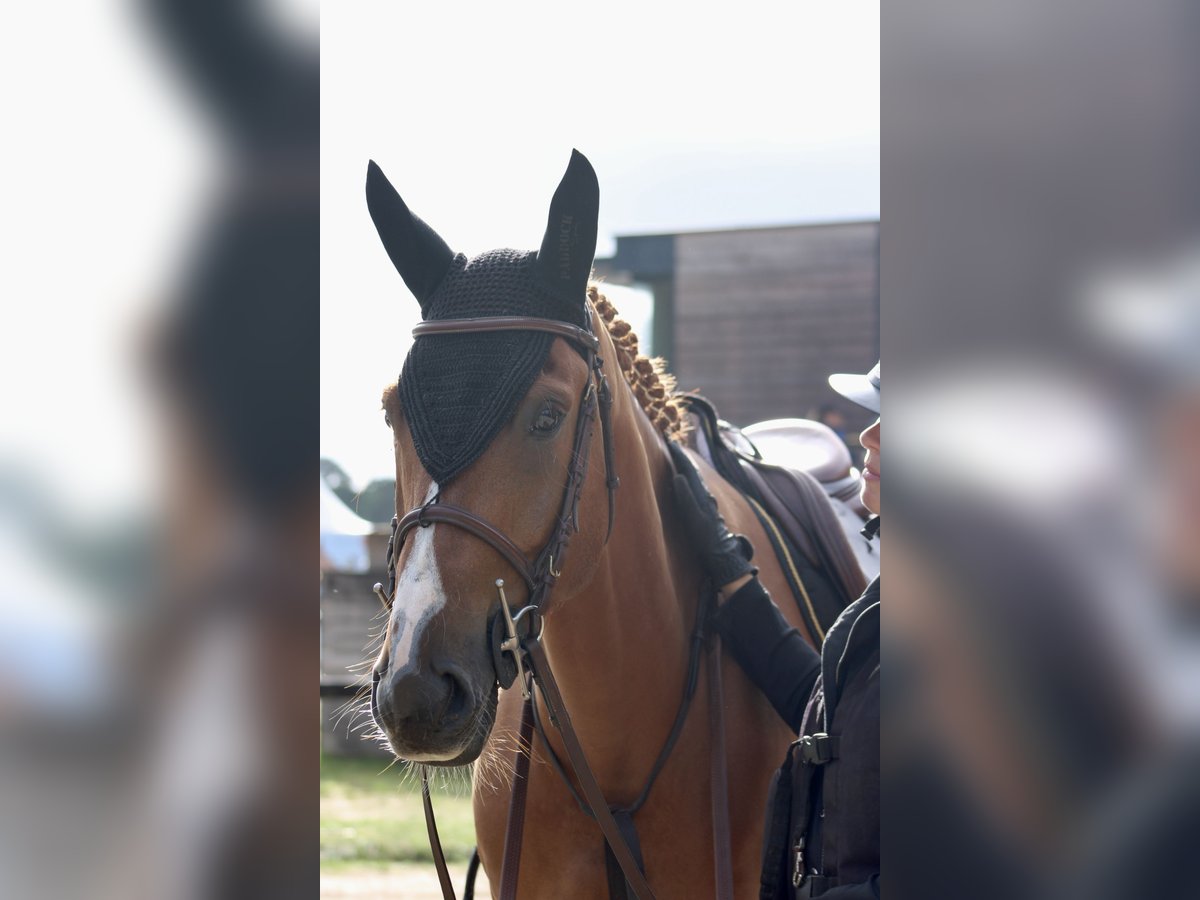Francés de silla (Selle francais) Caballo castrado 5 años 162 cm Alazán in Portbail