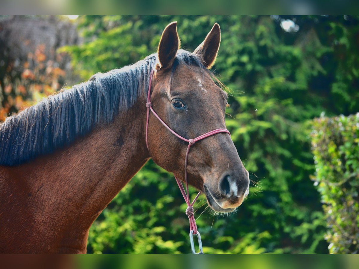 Francés de silla (Selle francais) Caballo castrado 5 años 167 cm Alazán-tostado in Marboz