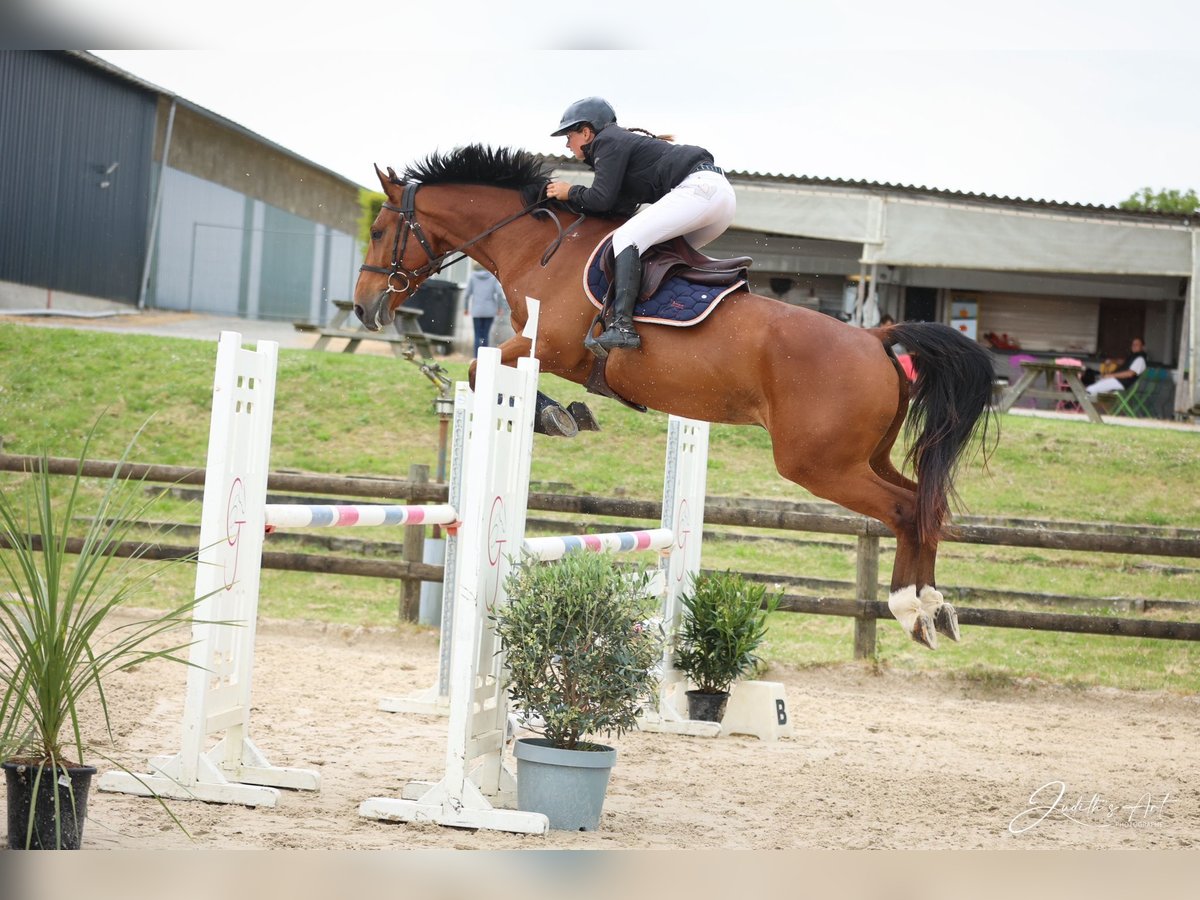 Francés de silla (Selle francais) Caballo castrado 5 años 167 cm Castaño rojizo in Pons