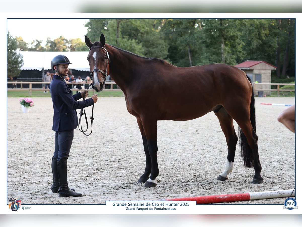 Francés de silla (Selle francais) Caballo castrado 5 años 173 cm Castaño in Saumur