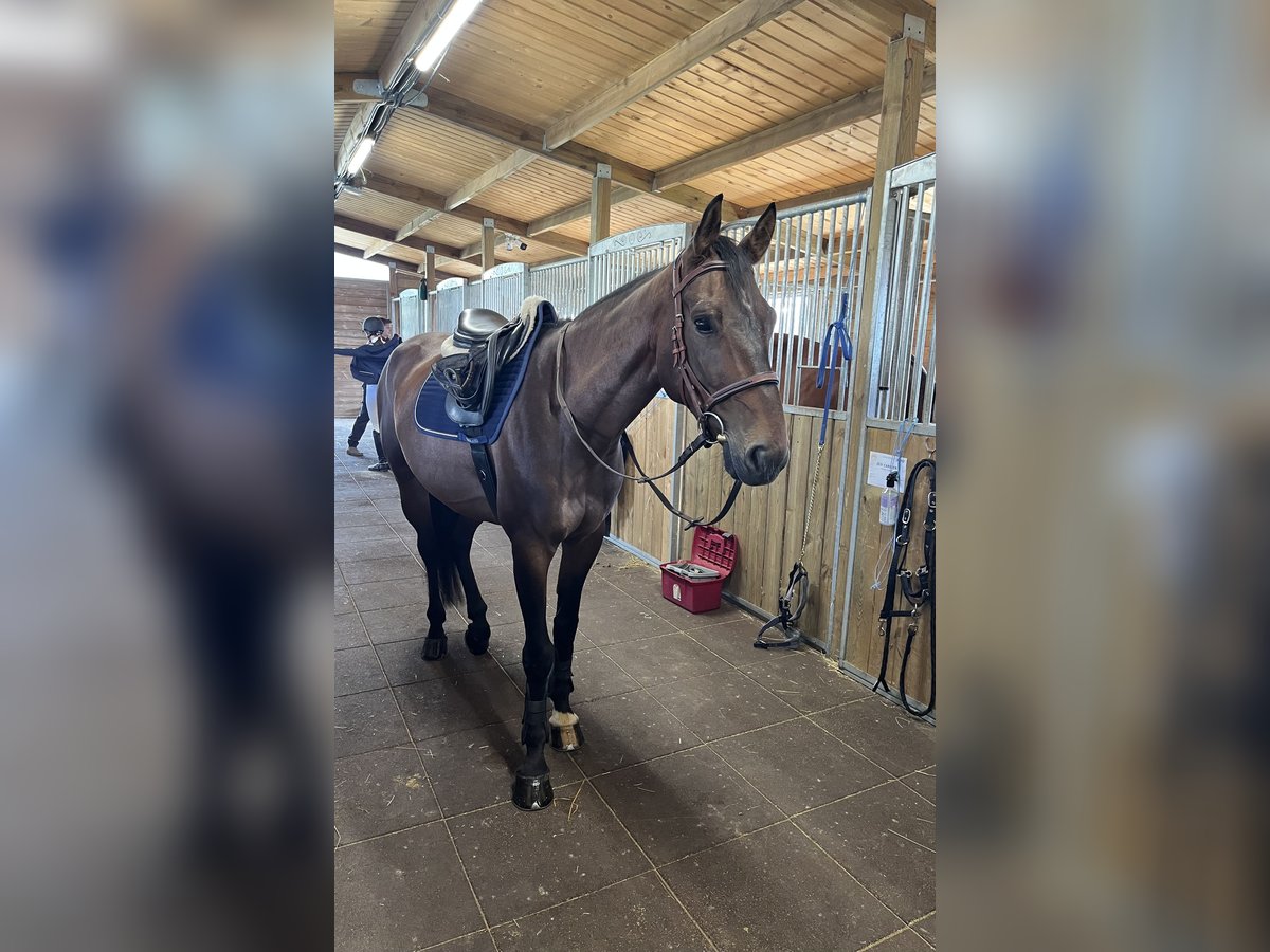 Francés de silla (Selle francais) Caballo castrado 6 años 165 cm Castaño in Hereclean